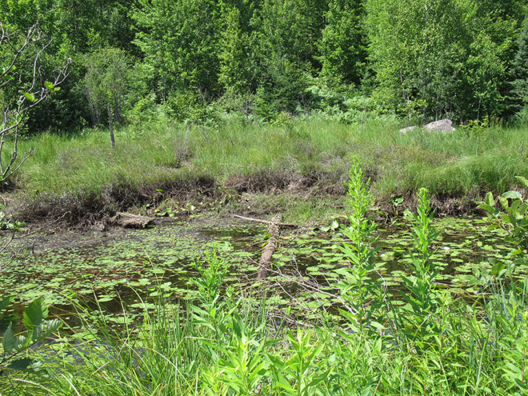 Champion Branch - Humboldt Township