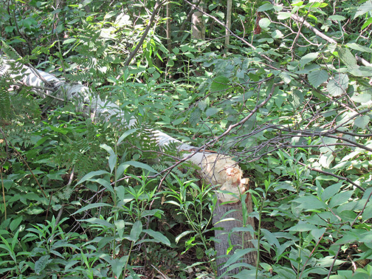 Champion Branch - Humboldt Township
