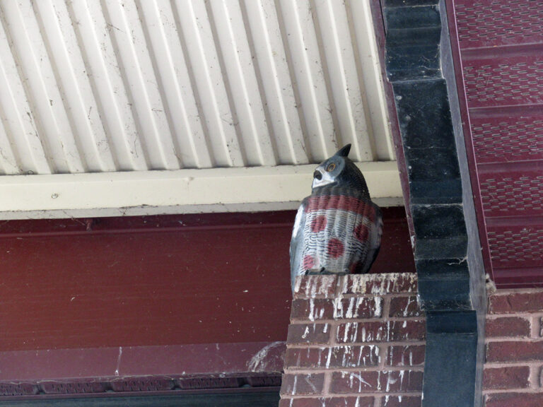 Train Shed Owl Decoy